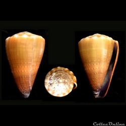 Lividoconus (Lividoconus) sanguinolentus (Quoy & Gaimard, 1834)