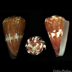 Rhizoconus vexillum (Gmelin, 1791)
