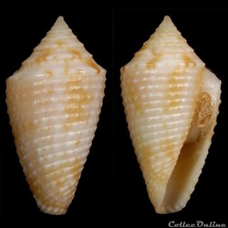 Ximeniconus (Jaspidiconus) ogum Petuch & Myers, 2014