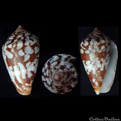 Lautoconus (Lautoconus) guinaicus (Hwass, 1792)