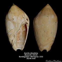Ancila obsoleta (Brocchi, 1814)