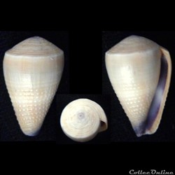 Virgiconus frigidus (Reeve, 1848)