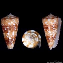 Eugeniconus victor victor (Broderip, 1842)