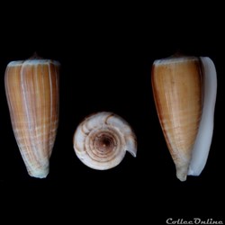Phasmoconus (Phasmoconus) radiatus (Gmelin, 1791)