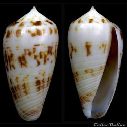 Phasmoconus (Phasmoconus) sertacinctus (Röckel, 1986)