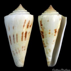 Endemoconus sieboldii (Reeve, 1848)