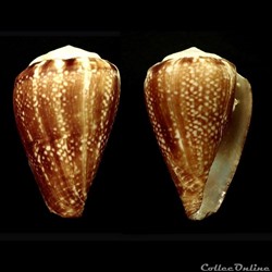 Lautoconus (Africonus) evorai (Monteiro, Fernandes & Rolán, 1995)