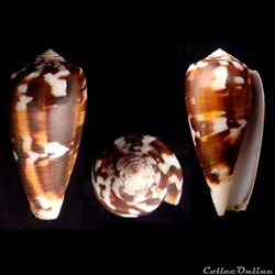 Pionoconus magus (Linnaeus, 1758)