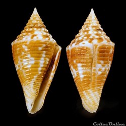 Turriconus (Turriconus) acutangulus (Lamarck, 1810)
