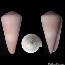 Virgiconus thomasi (Sowerby III, 1881)