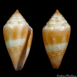 Ximeniconus (Jaspidiconus) damasoi (Cossignani, 2007)
