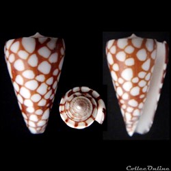 Eugeniconus marchionatus (Hinds, 1843)