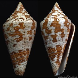 Tenorioconus granarius (Kiener, 1845)