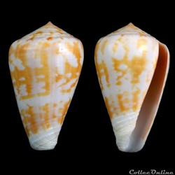 Chelyconus ermineus ermineus (Born, 1778)