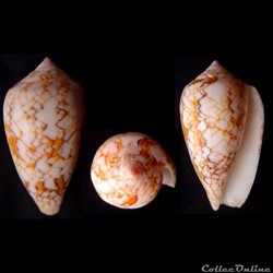 Cylindrus archiepiscopus (Hwass in Bruguière, 1792
