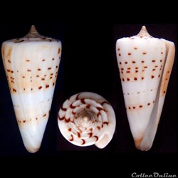Strategoconus (Strategoconus) monile (Hwass, 1792)