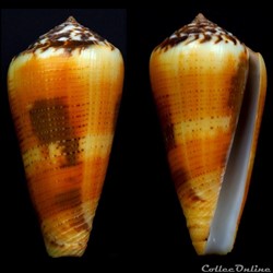 Pionoconus circae Dillwyn, 1817
