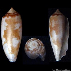 Gastridium obscurum (Sowerby I & II, 1833)