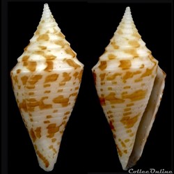Turriconus (Turriconus) praecellens (A. Adams, 1855)