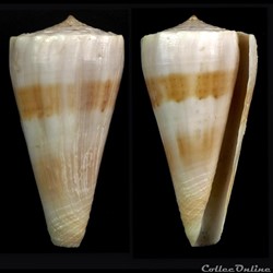 Kioconus (Kioconus) recluzianus urashimanus (Kuroda & Ito, 1961)