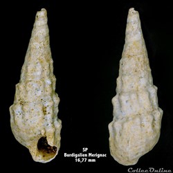 SP