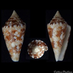 Cylindrus scottjordani Poppe, Monnier & Tagaro, 2012