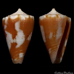 Dauciconus (Purpuriconus) magellanicus (Hwass, 1792)