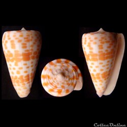 Tesseliconus tessulatus (Born, 1778)