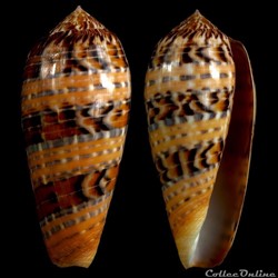 Textilia (Textilia) dusaveli (H. Adams, 1872)