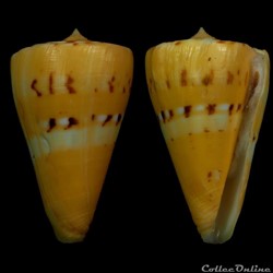 Dauciconus (Dauciconus) riosi (Petuch, 1986)
