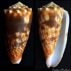 Phasmoconus (Fulgiconus) moluccensis (K ster, 1838)