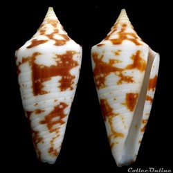 Fumiconus lentiginosus (Reeve, 1844)