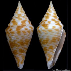 Turriconus (Turriconus) praecellens (A. Adams, 1855)