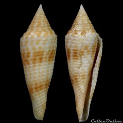 Fusiconus (Fusiconus) longurionis (Kiener, 1850)