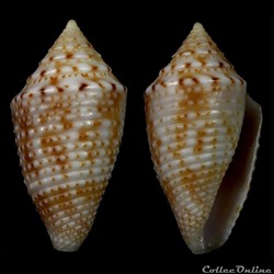 Ximeniconus (jaspidiconus) cf. pusio
