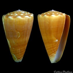 Ductoconus (Ductoconus) apogrammatus (Dall, 1910)