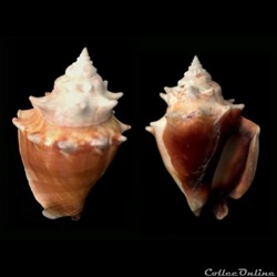 Strombus alatus Gmelin, 1791