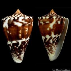 Kioconus malacanus (Hwass in Bruguière, 1792)