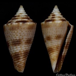 Conasprella wakayamaensis (Kuroda, 1956)