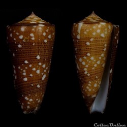 Eugeniconus victor victor (Broderip, 1842)