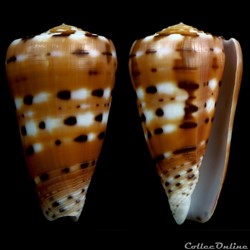 Pionoconus barthelemyi (Bernardi, 1861)