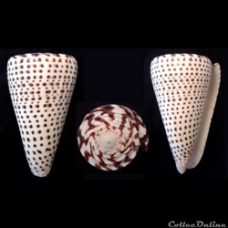Lithoconus leopardus (Röding, 1798)