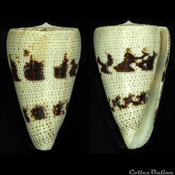 Strategoconus (Rolaniconus) augur (Ligthfoot, 1786)