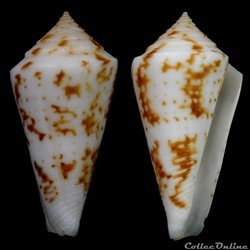 Dauciconus (Dauciconus) tostesi (Petuch, 1986)