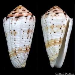 Pionoconus aurisiacus (Linnaeus, 1758)