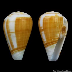 Lautoconus (Varioconus) flavusalbus (Rolán & Röckel, 2000)