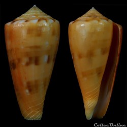 Textilia (Afonsoconus) tamikoae (Kuroda, 1956)