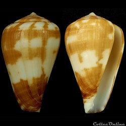 Lautoconus (Varioconus) babaensis (Rolán & Röckel, 2001)