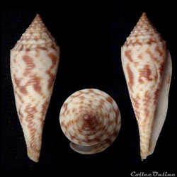 Fusiconus (Fusiconus) hopwoodi (Tomlin, 1937)