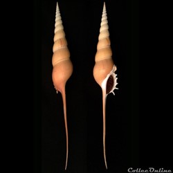 Tibia fusus (Linnaeus, 1758)